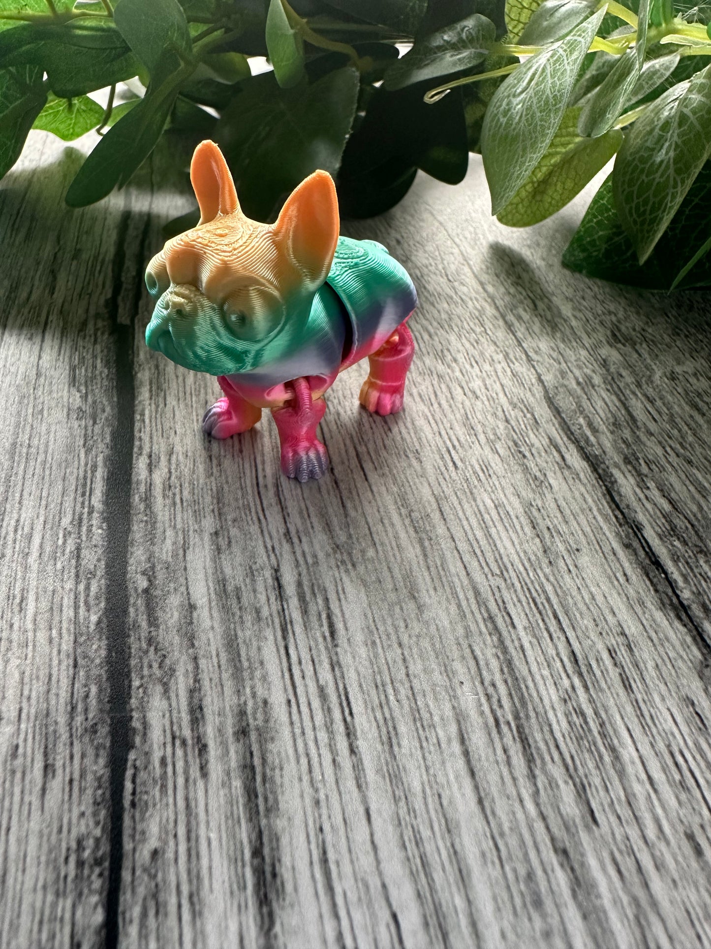 Rainbow Boston Terrier