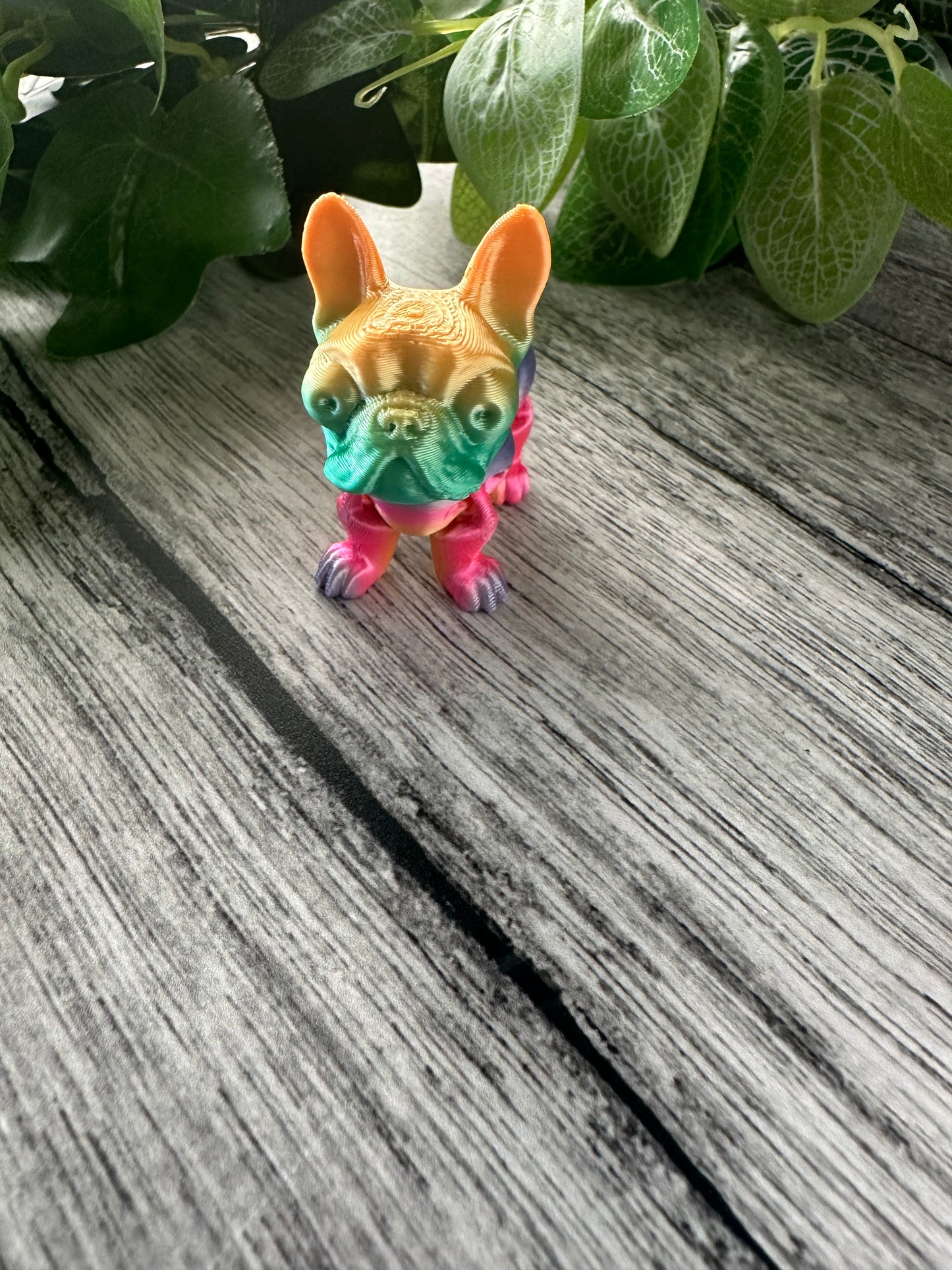Rainbow Boston Terrier